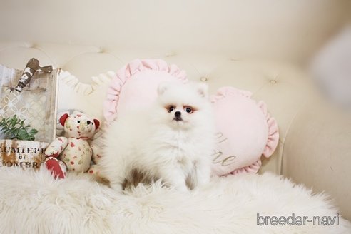 成約済の佐賀県のポメラニアン-291798の4枚目