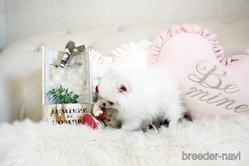 成約済の佐賀県のポメラニアン-291798の3枚目