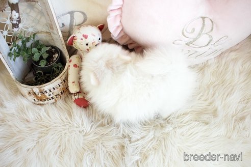 成約済の佐賀県のポメラニアン-291798の2枚目