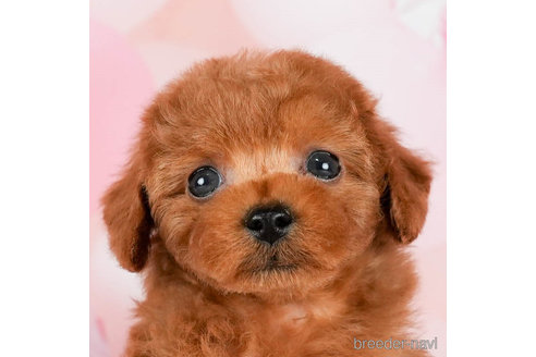 成約済の千葉県のトイプードル-295618の1枚目