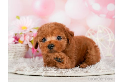 成約済の千葉県のトイプードル-295618の2枚目