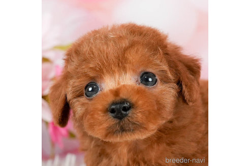 成約済の千葉県のトイプードル-295618の4枚目