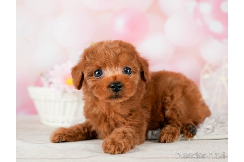 成約済の千葉県のトイプードル-295618の3枚目