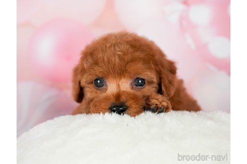 成約済の千葉県のトイプードル-295618の5枚目