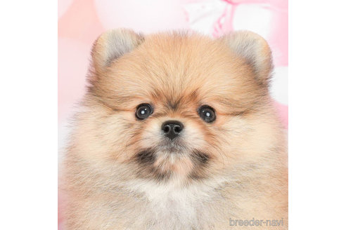 成約済の千葉県のポメラニアン-295619