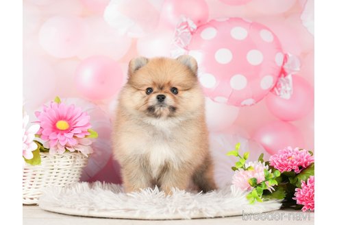 成約済の千葉県のポメラニアン-295619の4枚目