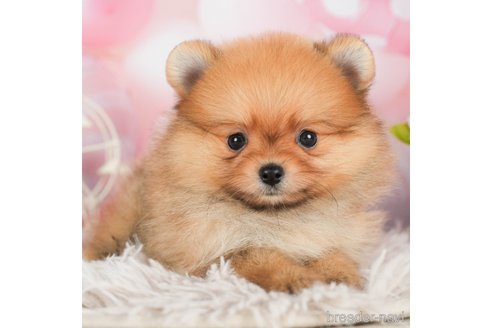 成約済の千葉県のポメラニアン-295620