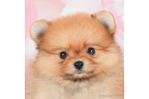 成約済の千葉県のポメラニアン-295620の4枚目