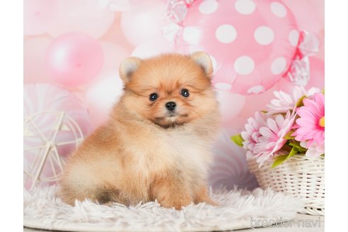 成約済の千葉県のポメラニアン-295620の5枚目