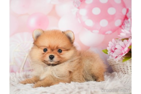 成約済の千葉県のポメラニアン-295620の2枚目