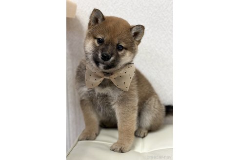 成約済の京都府の柴犬-287414の1枚目