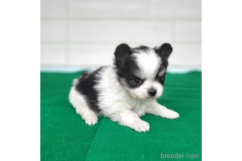 成約済の茨城県のポメチワ:ポメラニアン×チワワ-292216の29枚目