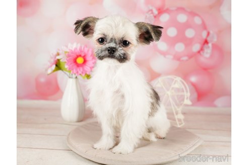 成約済の千葉県のチワズー:チワワ×シーズー-295632の5枚目