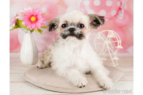 成約済の千葉県のチワズー:チワワ×シーズー-295632の2枚目