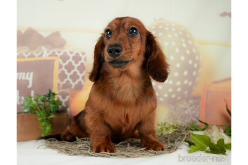 成約済の千葉県のミニチュアダックスフンド(ロングヘアード)-295649の11枚目