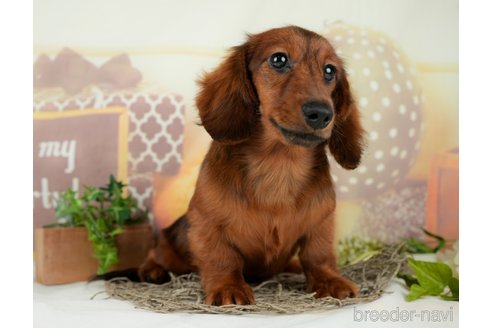 成約済の千葉県のミニチュアダックスフンド(ロングヘアード)-295649の12枚目