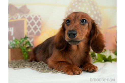 成約済の千葉県のミニチュアダックスフンド(ロングヘアード)-295649の8枚目