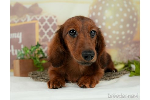 成約済の千葉県のミニチュアダックスフンド(ロングヘアード)-295649の9枚目