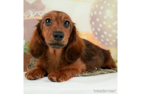 成約済の千葉県のミニチュアダックスフンド(ロングヘアード)-295649の3枚目