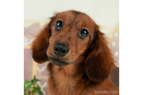 成約済の千葉県のミニチュアダックスフンド(ロングヘアード)-295649の4枚目