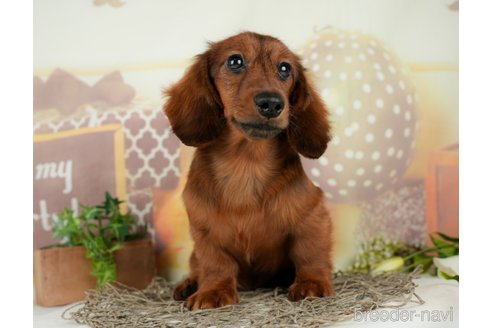 成約済の千葉県のミニチュアダックスフンド(ロングヘアード)-295649の2枚目