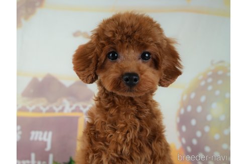 成約済の千葉県のトイプードル-295653の1枚目