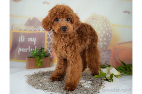 成約済の千葉県のトイプードル-295653の8枚目