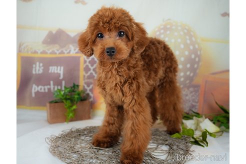 成約済の千葉県のトイプードル-295653の9枚目