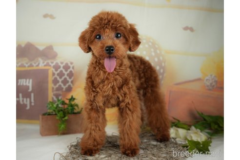 成約済の千葉県のトイプードル-295653の10枚目