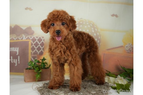 成約済の千葉県のトイプードル-295653の4枚目