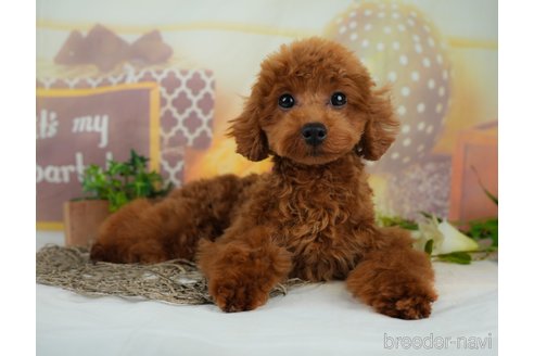 成約済の千葉県のトイプードル-295653の5枚目