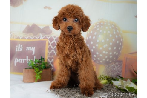 成約済の千葉県のトイプードル-295653の7枚目