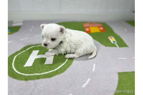 成約済の愛知県のマルチーズ-295672の4枚目