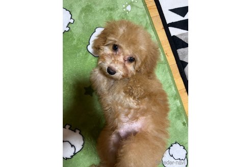 販売中の埼玉県のミックス犬-286396の16枚目