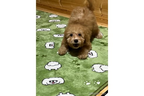 成約済の埼玉県のミックス犬-286396の15枚目