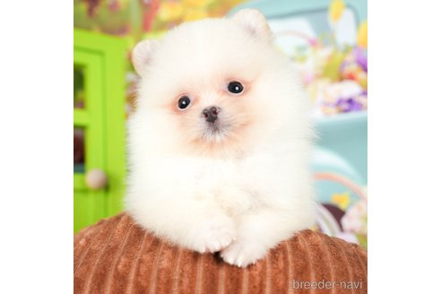 成約済の千葉県のポメラニアン-295732