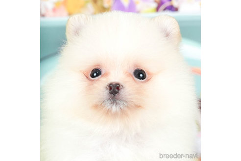 成約済の千葉県のポメラニアン-295732の3枚目