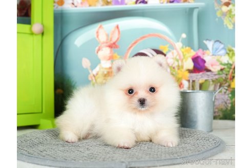 成約済の千葉県のポメラニアン-295732の4枚目