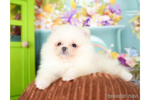 成約済の千葉県のポメラニアン-295732の5枚目