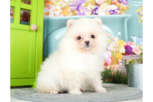 成約済の千葉県のポメラニアン-295732の2枚目