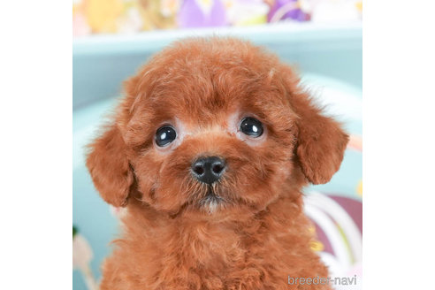 成約済の千葉県のトイプードル-295738の2枚目