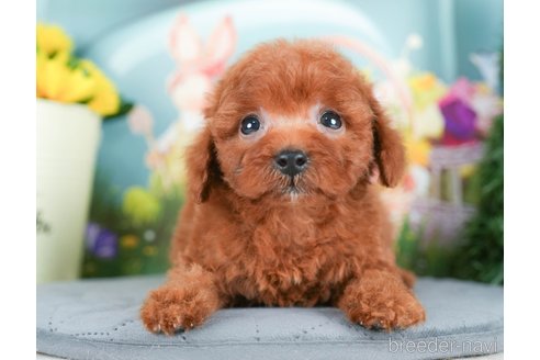 成約済の千葉県のトイプードル-295738の3枚目