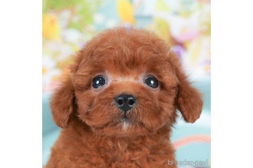 成約済の千葉県のトイプードル-295738