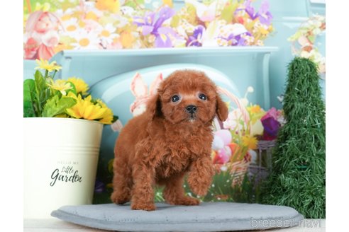 成約済の千葉県のトイプードル-295738の4枚目