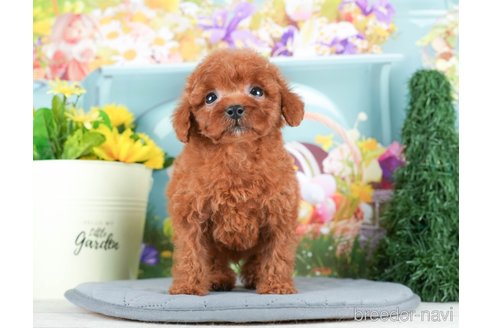 成約済の千葉県のトイプードル-295738の5枚目