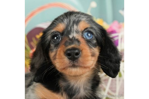 成約済の千葉県のミニチュアダックスフンド(ロングヘアード)-295741