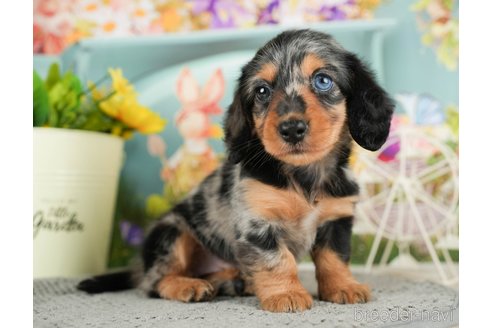 成約済の千葉県のミニチュアダックスフンド(ロングヘアード)-295741の5枚目