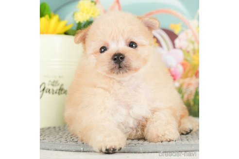 成約済の千葉県のポメプー:ポメラニアン×トイプードル-295746の3枚目