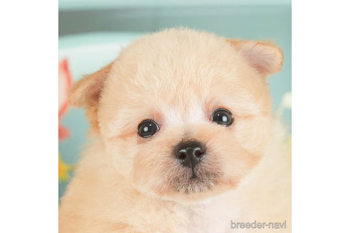 成約済の千葉県のポメプー:ポメラニアン×トイプードル-295746の1枚目