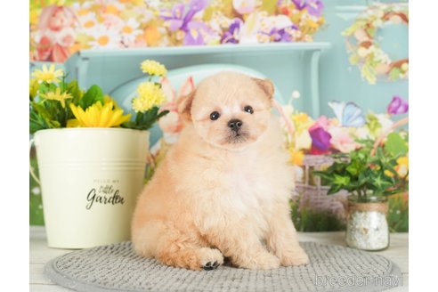 成約済の千葉県のポメプー:ポメラニアン×トイプードル-295746の4枚目